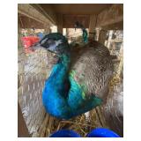 Indy Blue Peacock