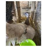 Peach Peahen