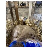 Peach Peahen