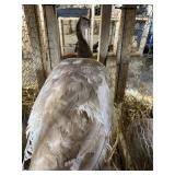 Cameo Pied Peahen
