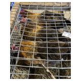 Death Layer Hens