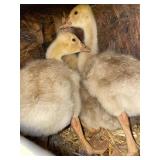 American Buff Goslings