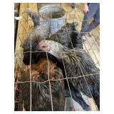 Pullets
