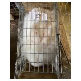 Lionhead Doe