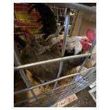 Trio of Silver Duckwing Old English Game Birds