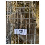 Lionhead Buck