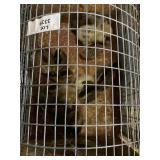 Mixed Bantam Chicks