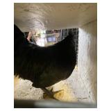Ayam Cemani Rooster