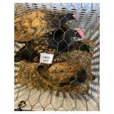 Chicks