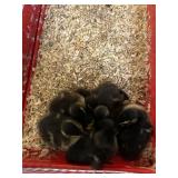 Baby Ducks