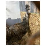 Male Emu