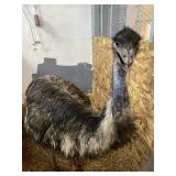 Female Orange Band Emu