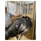 Unsexed Ostrich - Last Fall Hatch