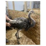 Unsexed Ostrich - Last Fall Hatch