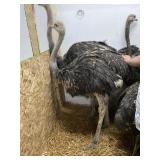 Unsexed Ostrich - Last Fall Hatch
