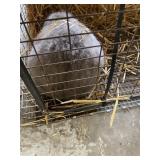 Holland Lop Doe
