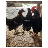 trio bantams