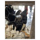 pr of bantams