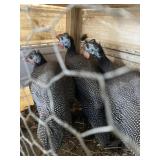 pearl guineas