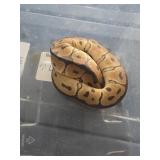 Ball Python Clown