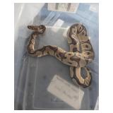 Ball Python Clown