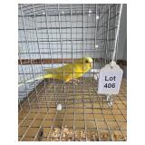 Male Parakeet