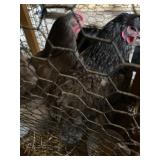Cochin Hens