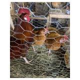 Laughing Hens - 2 Hens, 1 Rooster