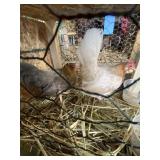 Old English Hens