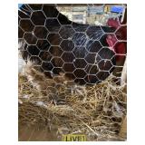 Chocolate Orphington Rooster