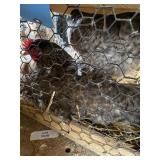Laying Hens