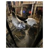 Fibro Pullets
