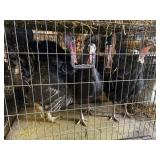 Black Spanish Turkeys - 2 Hens, 1 Tom