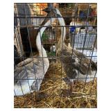 Male Chinese Geese