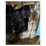 Pair of Silkies