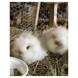 Lionhead Rabbits - 1 Doe, 1 Buck