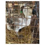 Male African Dewlap Goose