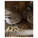 Snowflake Quail