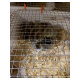 Silver Penciled Cochen Bantam