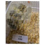 Lavender Brahma Chicks