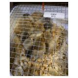 Buff Brahma Standard Chicks