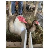 Muscovy Ducks - 1 Hen, 1 Drake