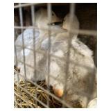 White Sebastopol Goslings