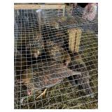 Blue Laced Gold Wyndotts 9 hens, 1 rooster