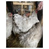 Lavender Brahma Rooster