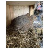 Female Japanese Quail