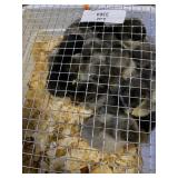 Blue English Orps