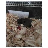 African Pygmy Domice Micro Squirrels