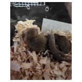 African Pygmy Domice Micro Squirrels