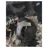 African Pygmy Domice Micro Squirrels